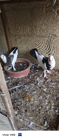પઠા વેચવાના છે