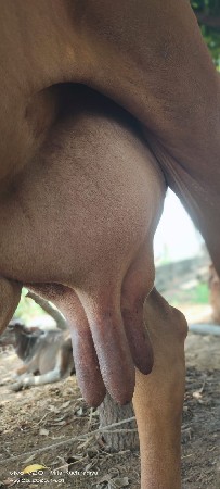 gay veshvani se
