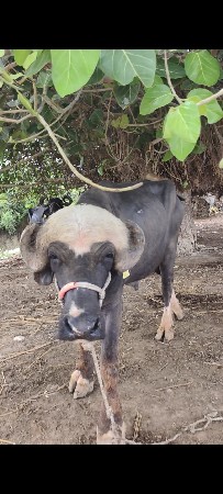પાડો