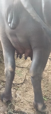 ભેંસ વેચવાની છે