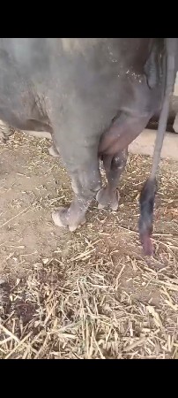 ભેંસ વેચવાની છે