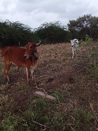 ભાઈ આ ગોટલા દેવાના છે મફત આપી દેવા