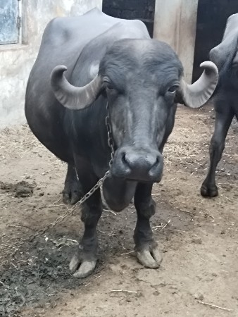 ભેંશ