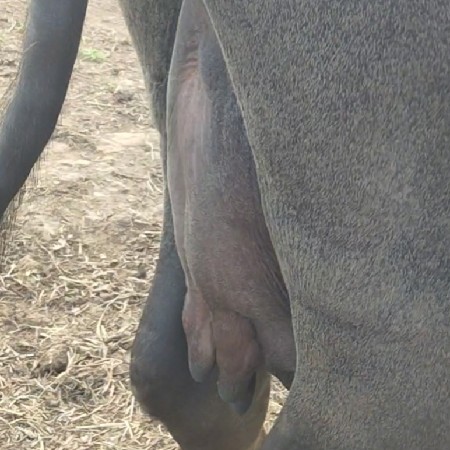 ખળેલી વેચવાની છે