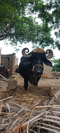 ભેસ વેચવા ની છે