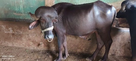 પાડો વેસવાનો સે