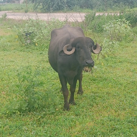 આ બે ભેંસ વેચવાની છે