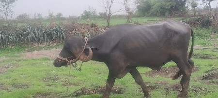 પાડો વેચવાનો છે