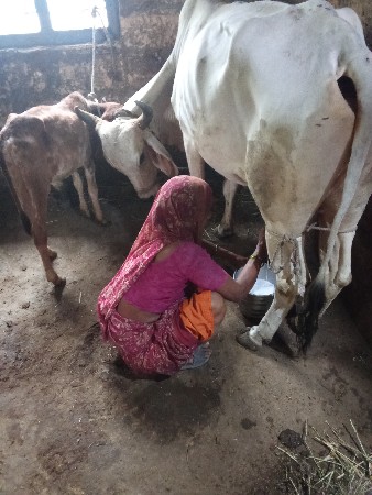 ગાયવેશવાનીછે
