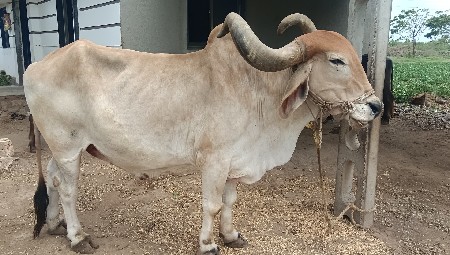 ભરત વેચવાના છે
