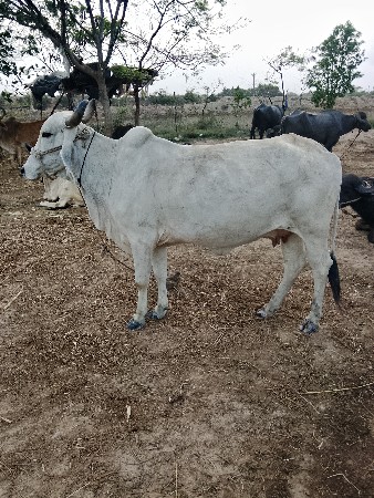 ગાય. વેશવાની. છે. નવમો. મહીનો.