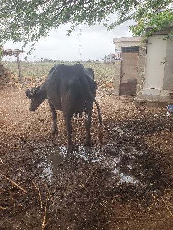 ભેંસ વેચવાની છે