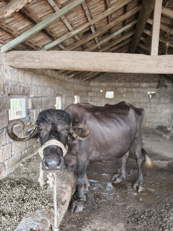 આ ભેંશ વેચવા ની છે