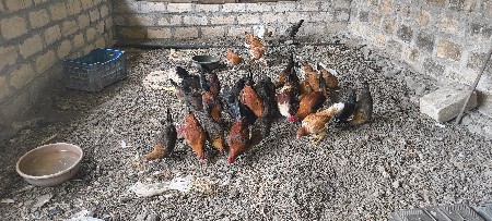 સોનાલી મૂરઘા