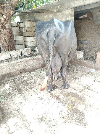 ભેંસ વેચવાની છે