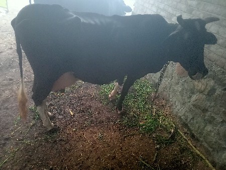 આ ગાય વેચવાની છે
