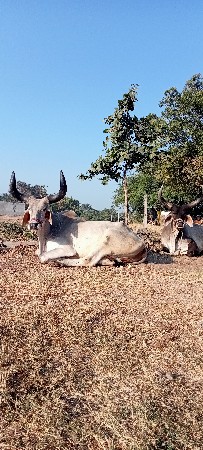 એક બળદ વેચવાનો છે