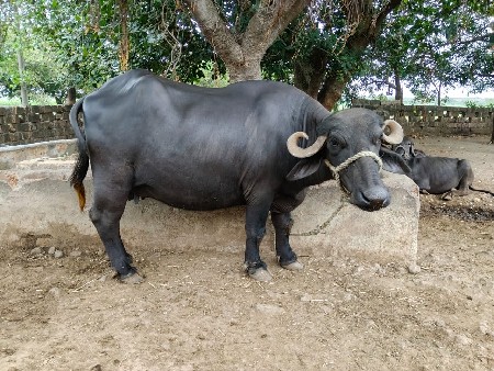 ભેંસ ૨ વેતર