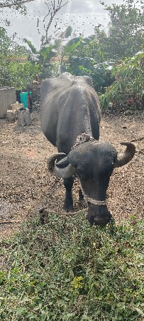 નવમો મહીનો