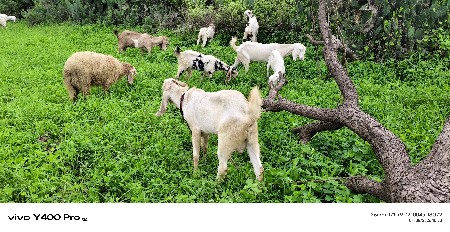 વેચવાના છે