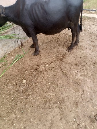 ભેંસ વેચવાની છે