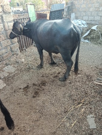 આ ભેંસ વેચવાની છે