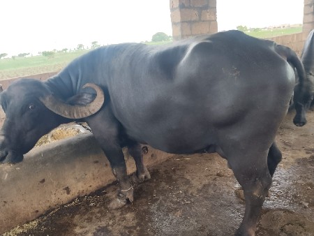 ભેંશ વેચવાનિ છે