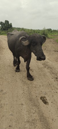 ભેસ
