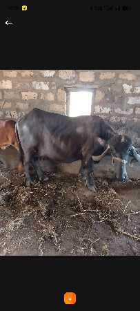 ભેંસ વેશવા ની સે
