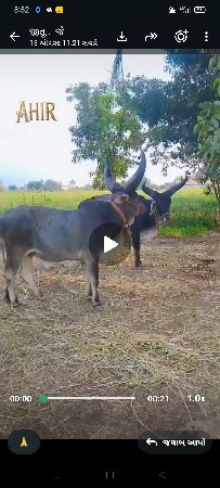 પેલીવિવણી