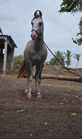વછેરી વેચવાની છે