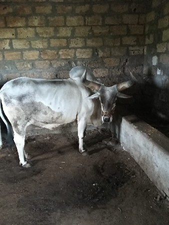 બળદ વેશવાનો છે