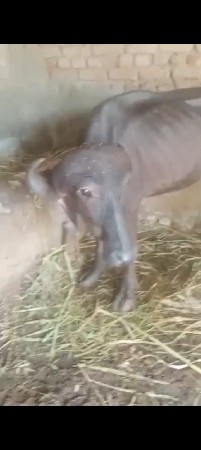 ઓરીજનલ જાફરી છે