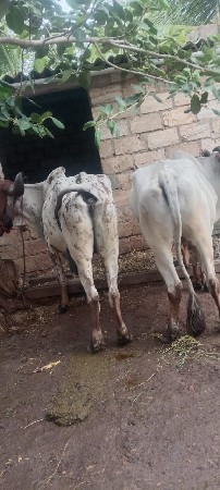 બળદ વેચવાના છે