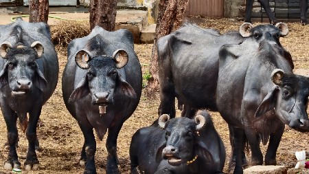 પિયર પ્યોર બની ભેંસ માટે મળો