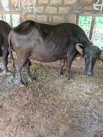 વેચવાની છે