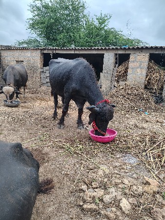 ખડાઈ.વેચવાની છે