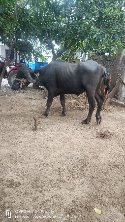3 ખદેલા