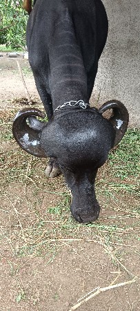 2દાત ખડાઈ
