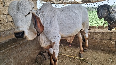 ખુટ વેચવા નો છે