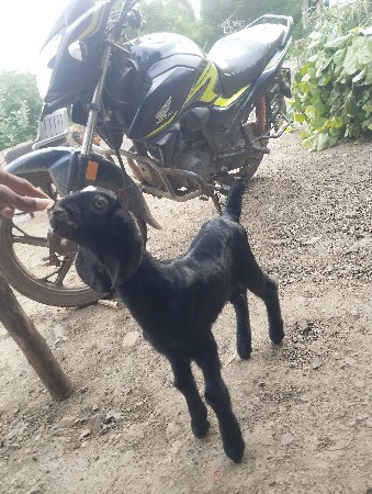 2 બકરા વેસવા ના સે
