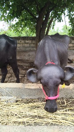 ખડેલી વેચવાની છે...