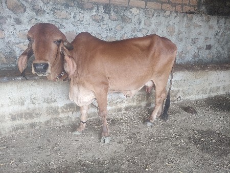 દેસી ગાય બેય ટક 4-4 લીટર દૂધ 3 અશન