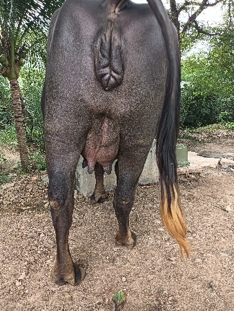 ભેંસ વેસવાની છે