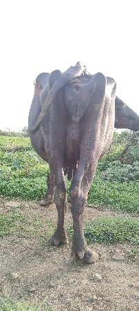 ભેંસ