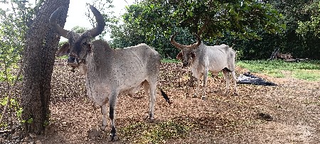 બળદ વેચવા ના છે