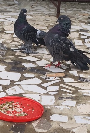 આ કબૂતર આપી ને ઉડાન ના લેવાના છે
