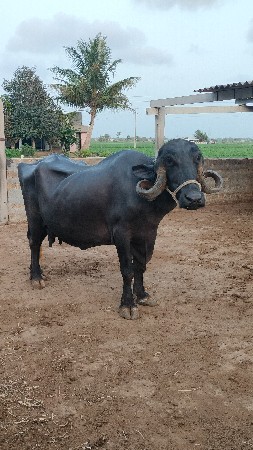 ભેંશ વેચવાની સે