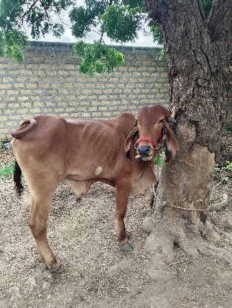 આ.ગોઘલોવેશવાનોછે