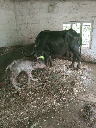 ભેંશ વેશવાની છે